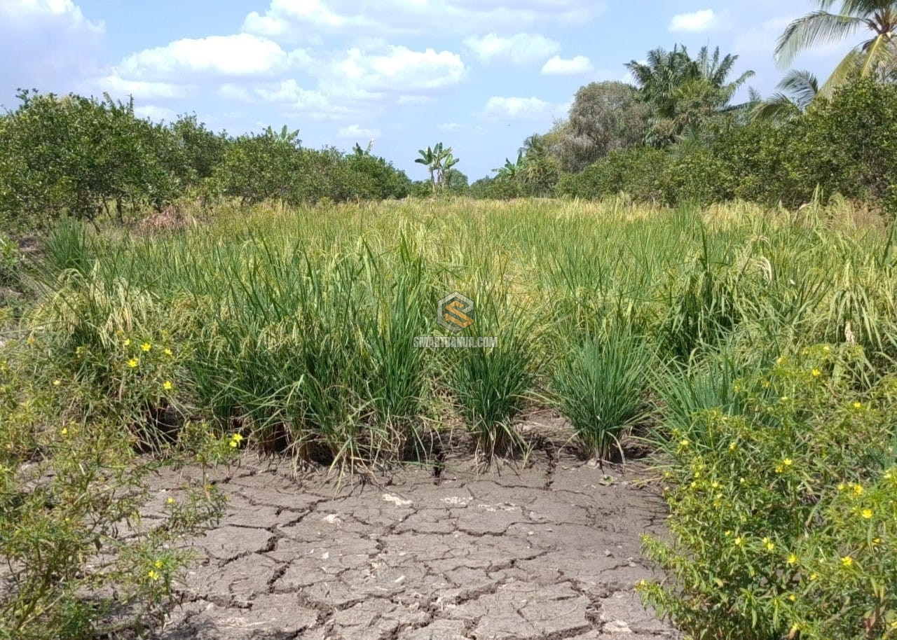 Kekeringan Landa Lahan Pertanian di Kalsel, Pompanisasi Jadi Mitigasi